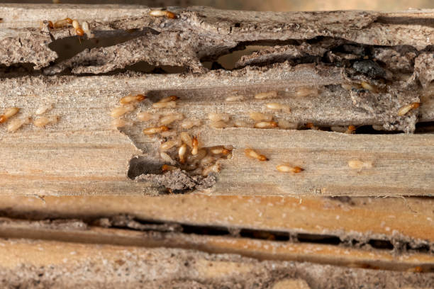 Best Best Pest Control Companies  in Bloomfield, MO